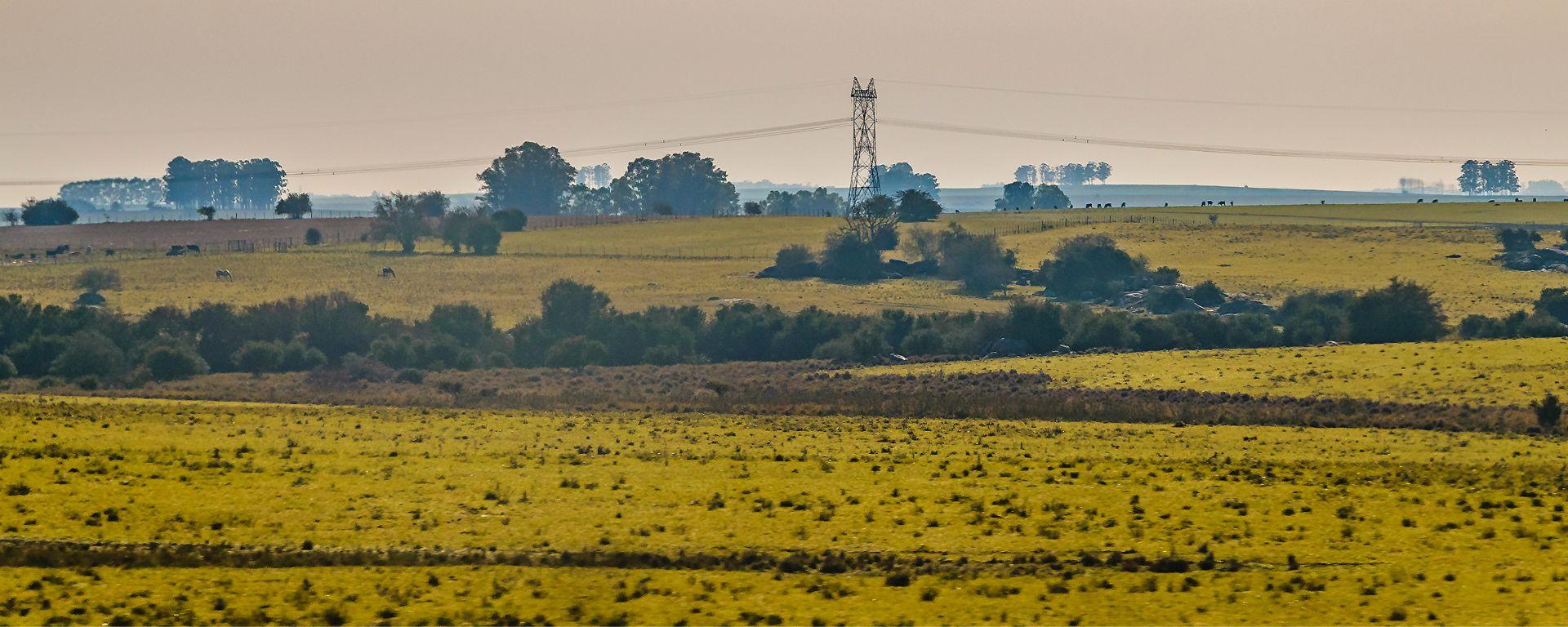 Pastizales uruguay Pastizales uruguay